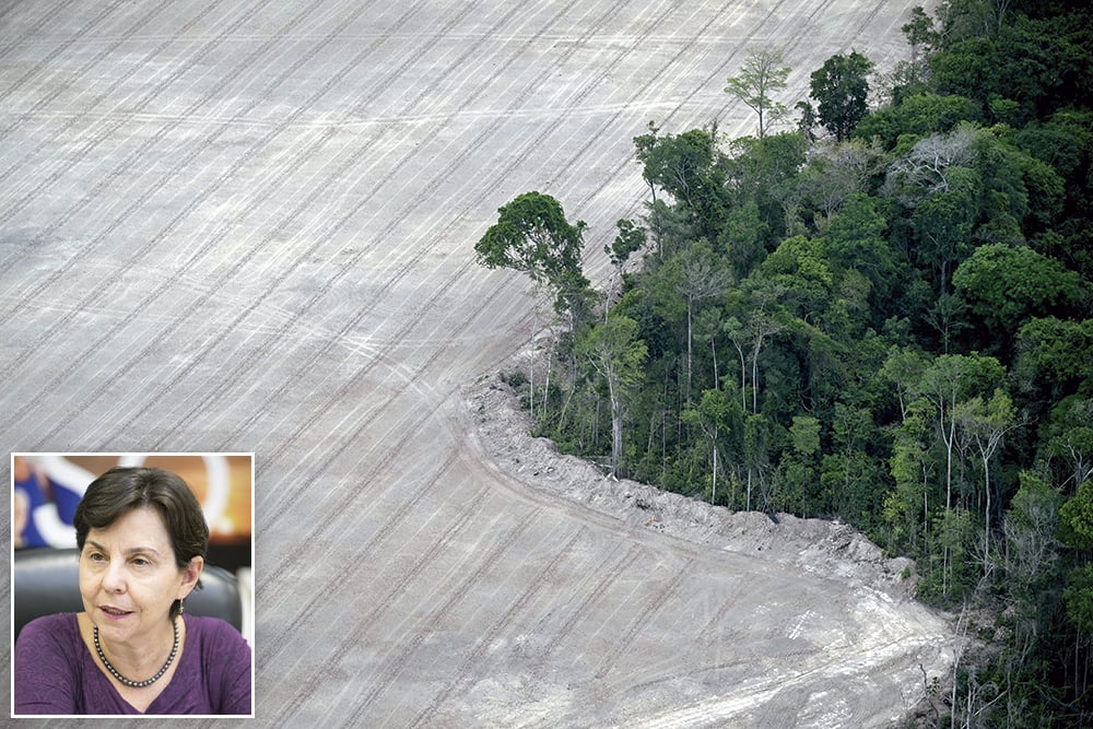 Floresta em pé e rentável