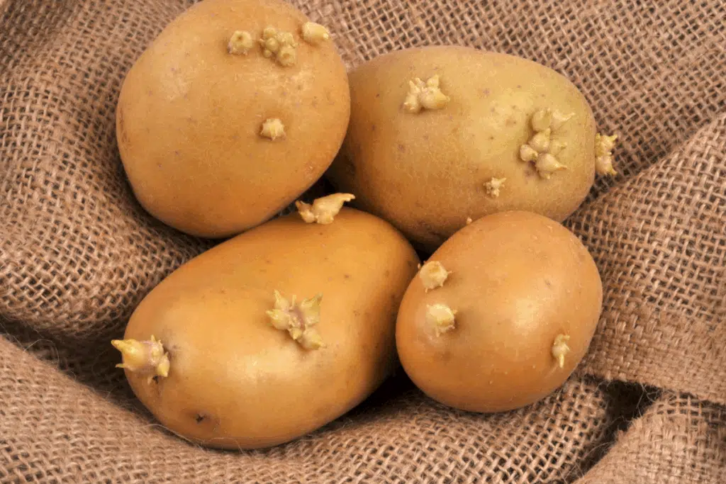 Batatas germinadas são seguras para consumo? Veja quais cuidados tomar com os brotos do alimento