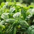 5 plantas aromáticas para cultivar em casa e aproveitar os seus benefícios para a saúde